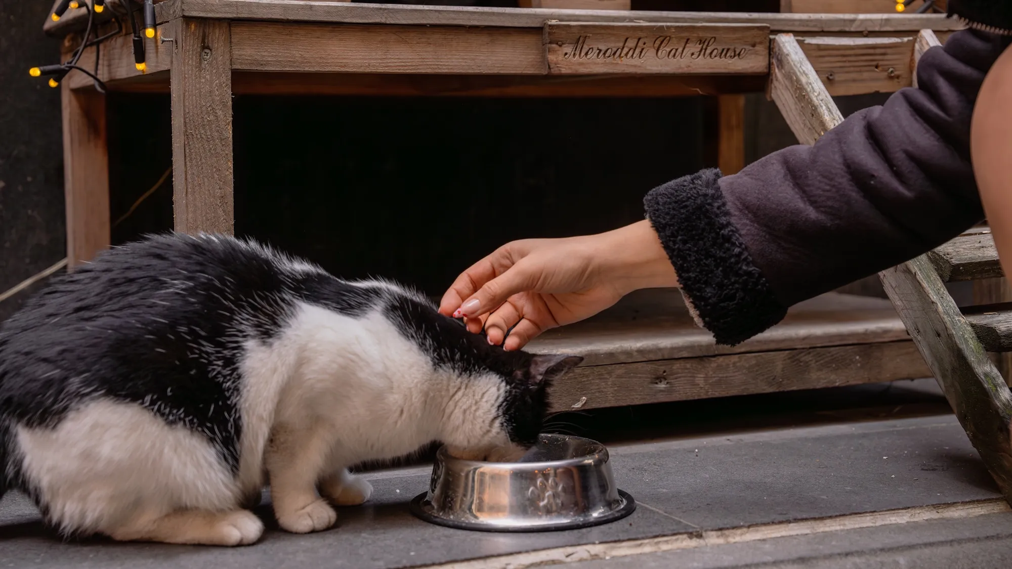The Cats of Galata: Meet Istanbul’s Cutest Residents